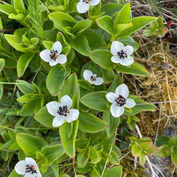 Cornus suecica फूल