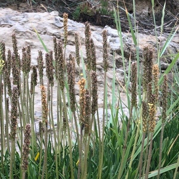 Plantago maritima Blodyn