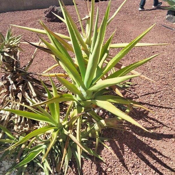 Agave decipiens Fulla