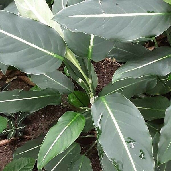 Dieffenbachia oerstedii Leaf