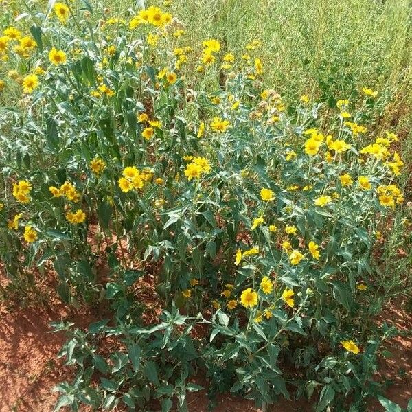 Verbesina encelioides Flower