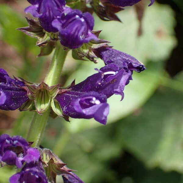 Horminum pyrenaicum Flower