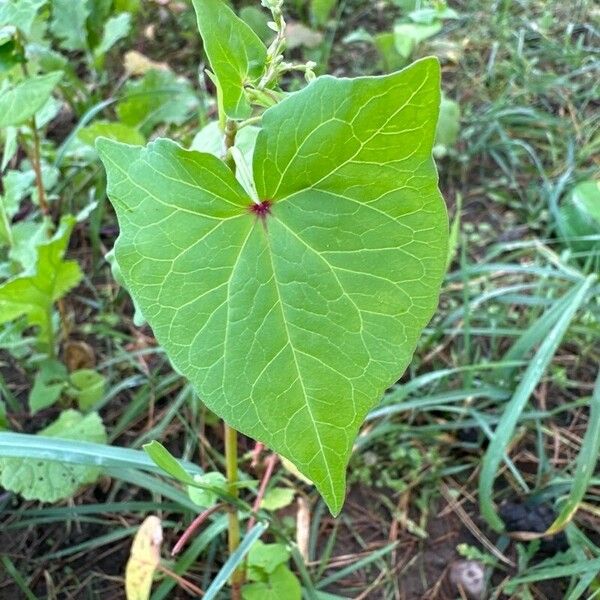 Fagopyrum tataricum Foglia