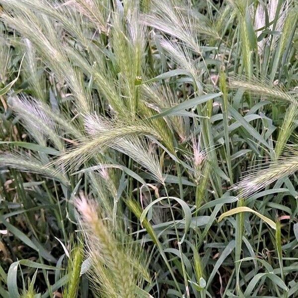 Hordeum murinum Flors