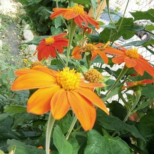 Tithonia rotundifolia Кветка