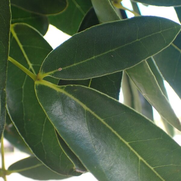 Tabebuia pallida 葉