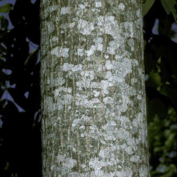 Juglans cinerea Yeri