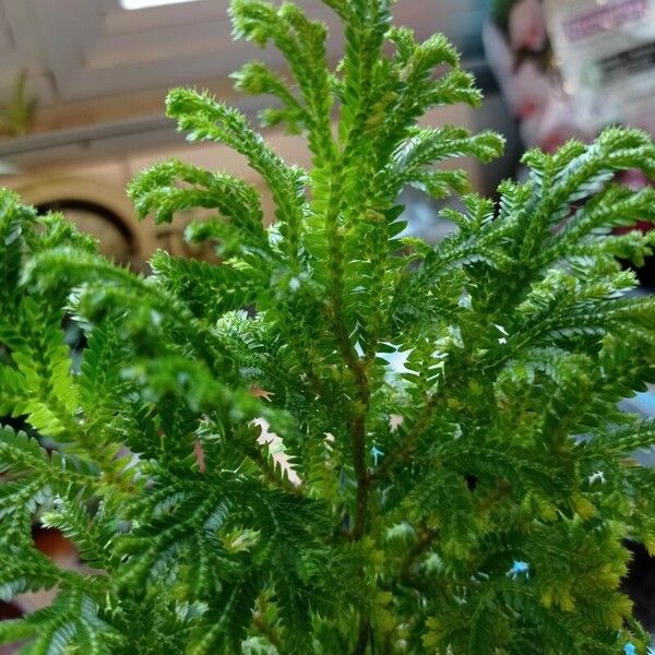 Selaginella kraussiana Blad