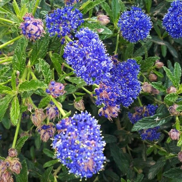 Ceanothus thyrsiflorus Blüte