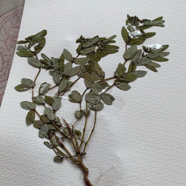 Euphorbia hyssopifolia Blatt