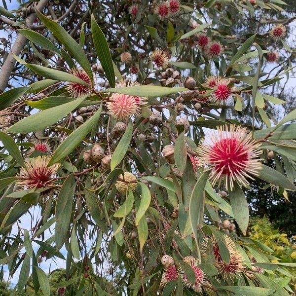 Hakea laurina Flower