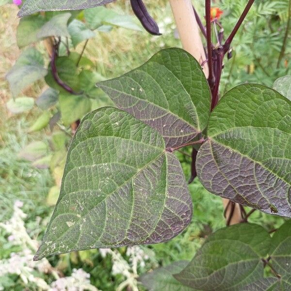 Phaseolus vulgaris Leaf