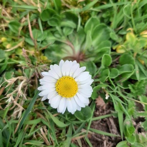 Bellis perennis Flor