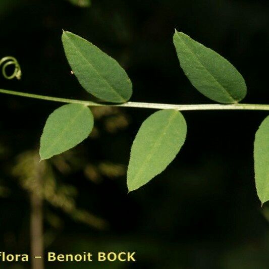 Vicia dumetorum Blad