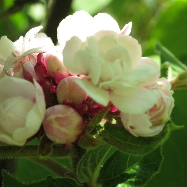 Clerodendrum chinense Fleur