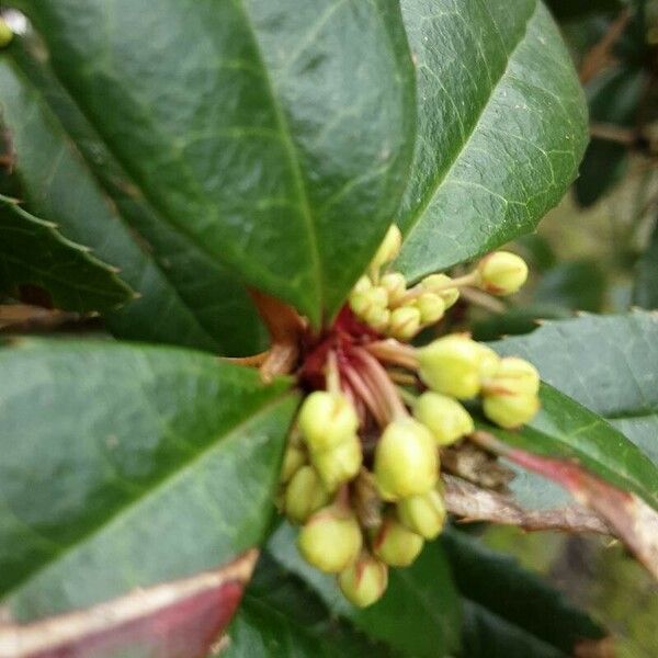 Berberis julianae Flor