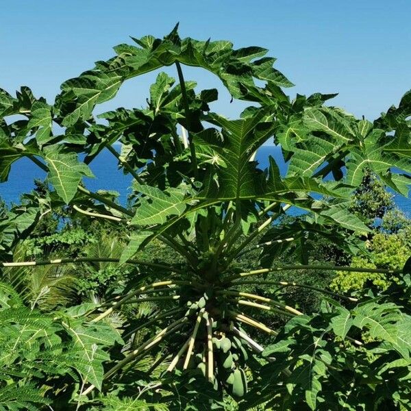 Carica papaya Листок