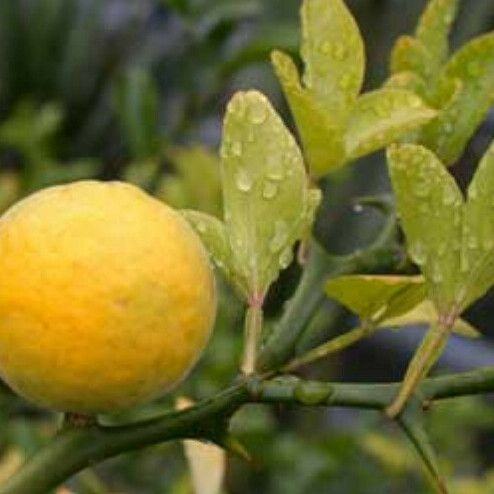 Poncirus trifoliata Fruit