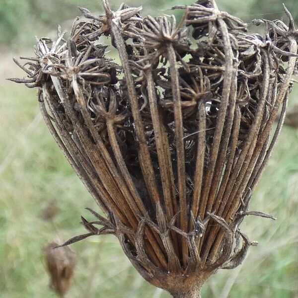 Daucus carota Fruit