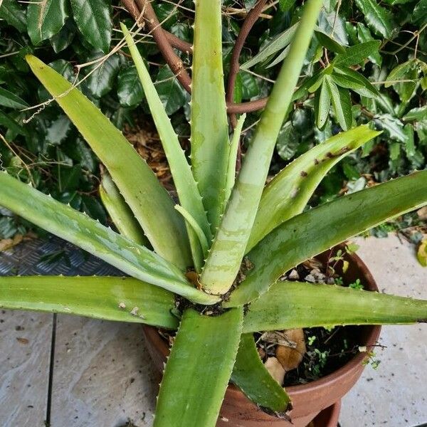 Aloe vera List