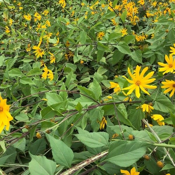 Helianthus strumosus ফুল