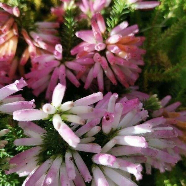 Erica verticillata Flor