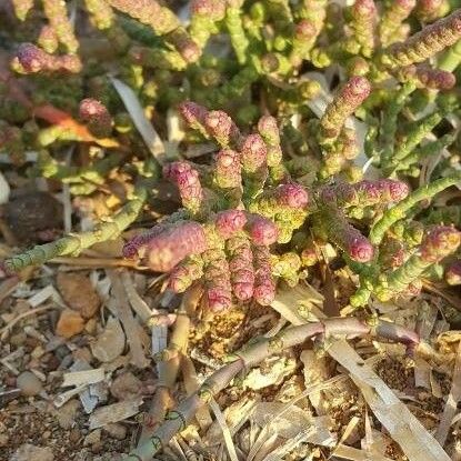 Sarcocornia fruticosa Leaf