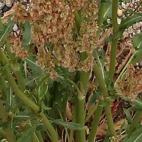 Rumex thyrsoides Плід