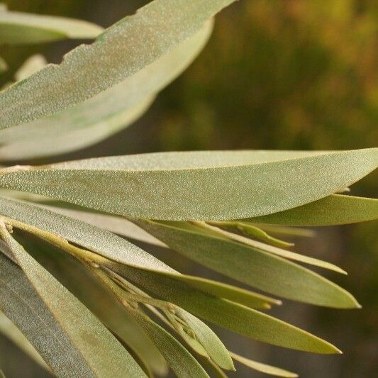 Acacia heterophylla Fuelha