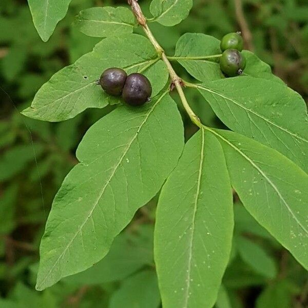 Lonicera nigra Плід