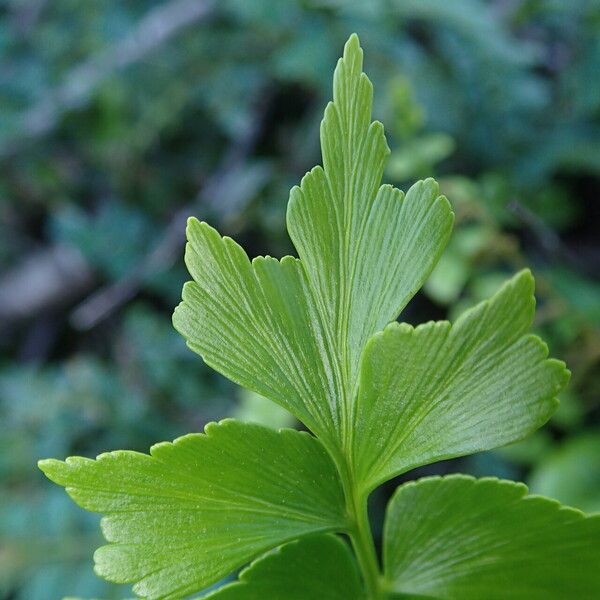 Asplenium stuhlmannii Leaf