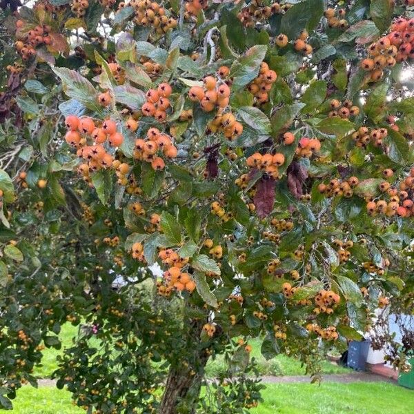 Crataegus crus-galli Fuelha