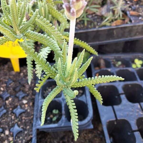 Lavandula dentata Liść