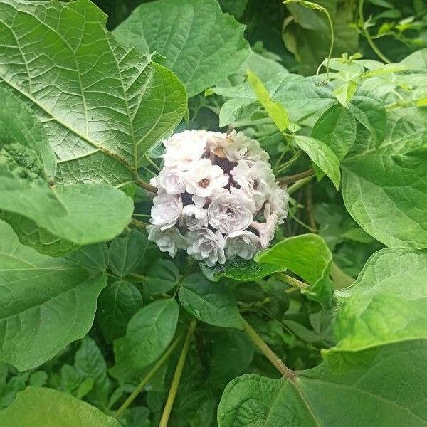 Clerodendrum chinense പുഷ്പം