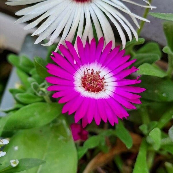 Cleretum bellidiforme Çiçek
