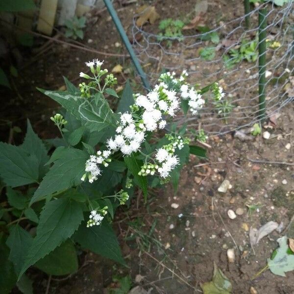 Ageratina aromatica Floare