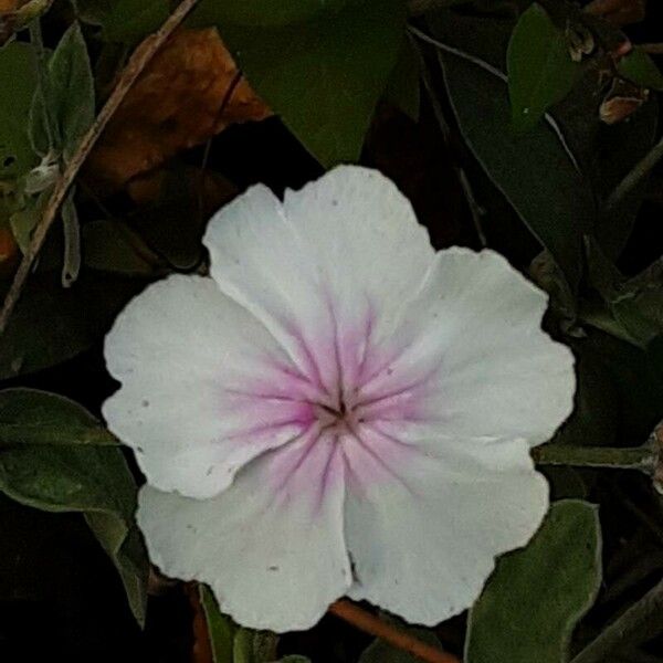 Silene coronaria 花