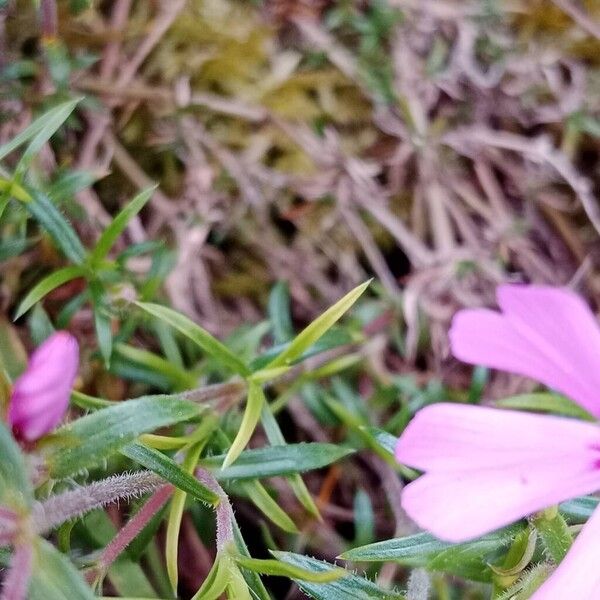 Phlox subulata Ліст