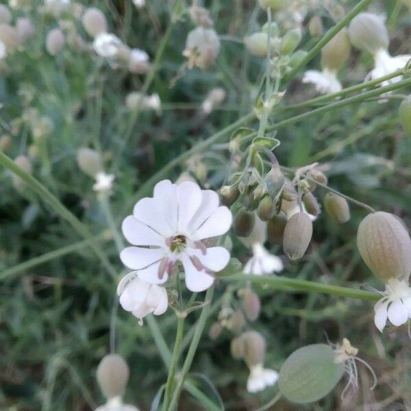 Silene vulgaris Květ