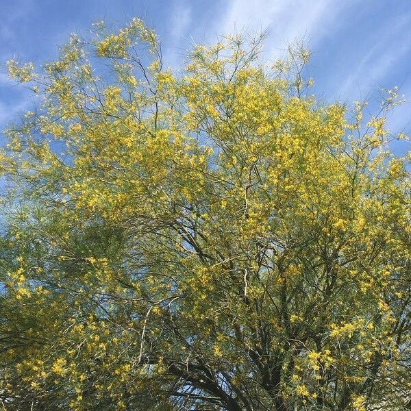 Parkinsonia aculeata موطن