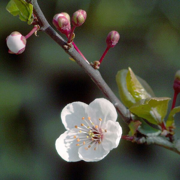 Prunus cerasifera 花