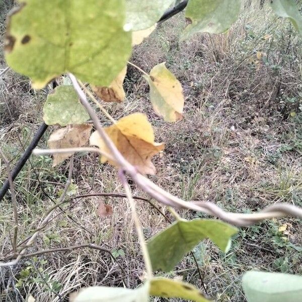 Ipomoea obscura Hoja