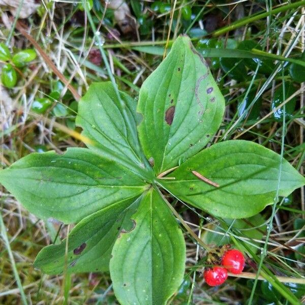 Cornus canadensis 葉