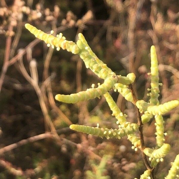 Arthrocaulon macrostachyum Ліст