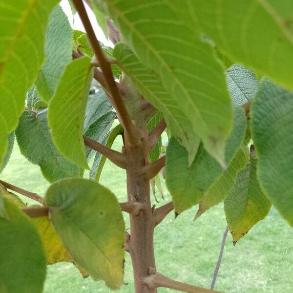 Imagem de referência para identificação da planta undefined