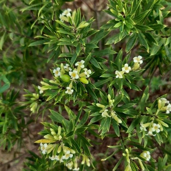 Daphne gnidium Fleur