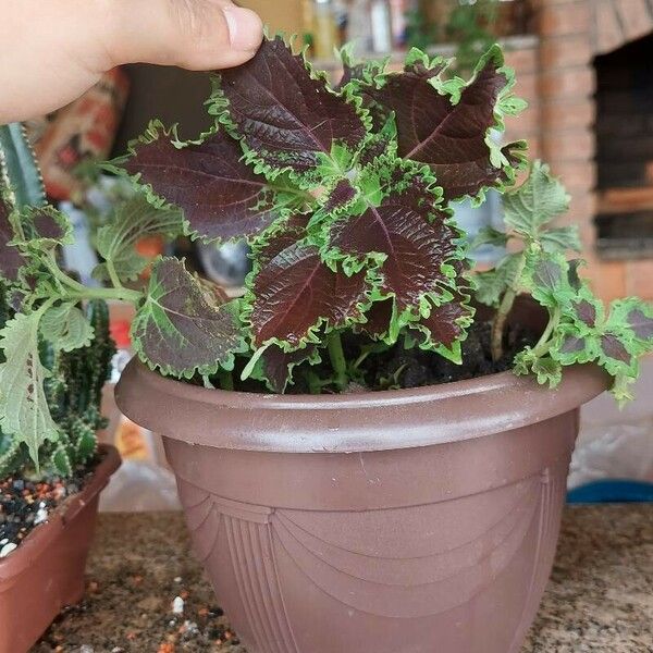 Plectranthus scutellarioides Blad