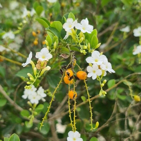 Duranta erecta Květ