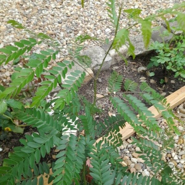 Leucaena leucocephala Hostoa