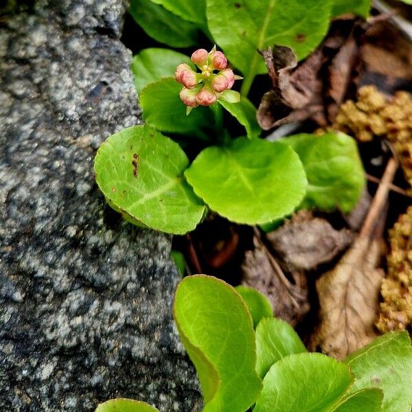 Pyrola minor Hábito